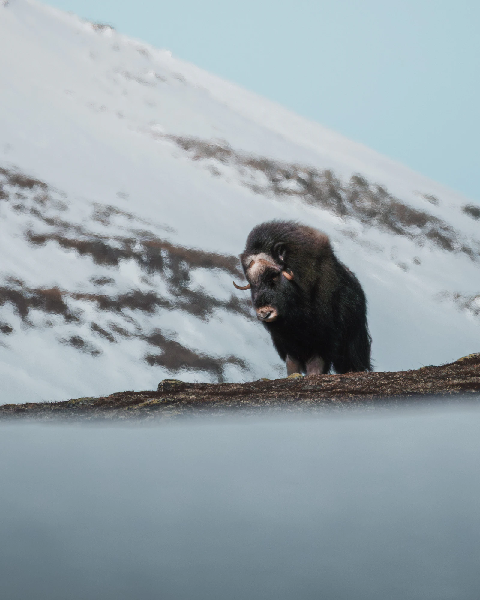 Dovrefjell 2025, photo 02