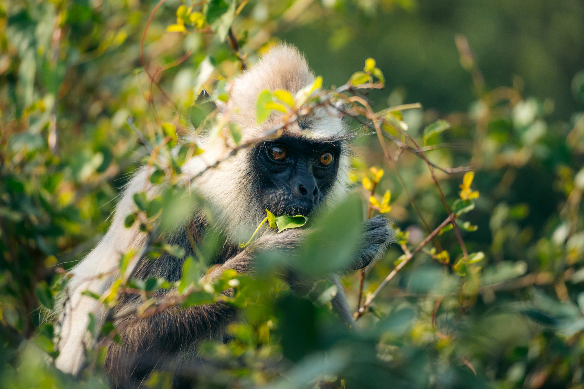 Yala National Park 2025, photo 02