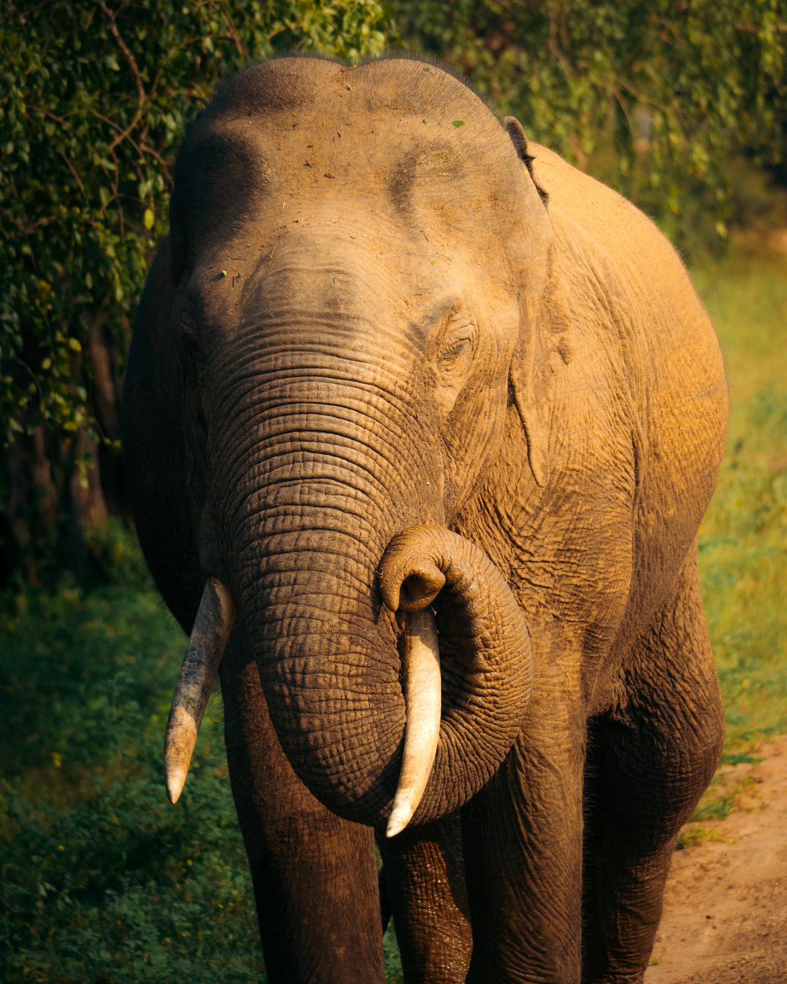 Yala National Park 2025, photo 03