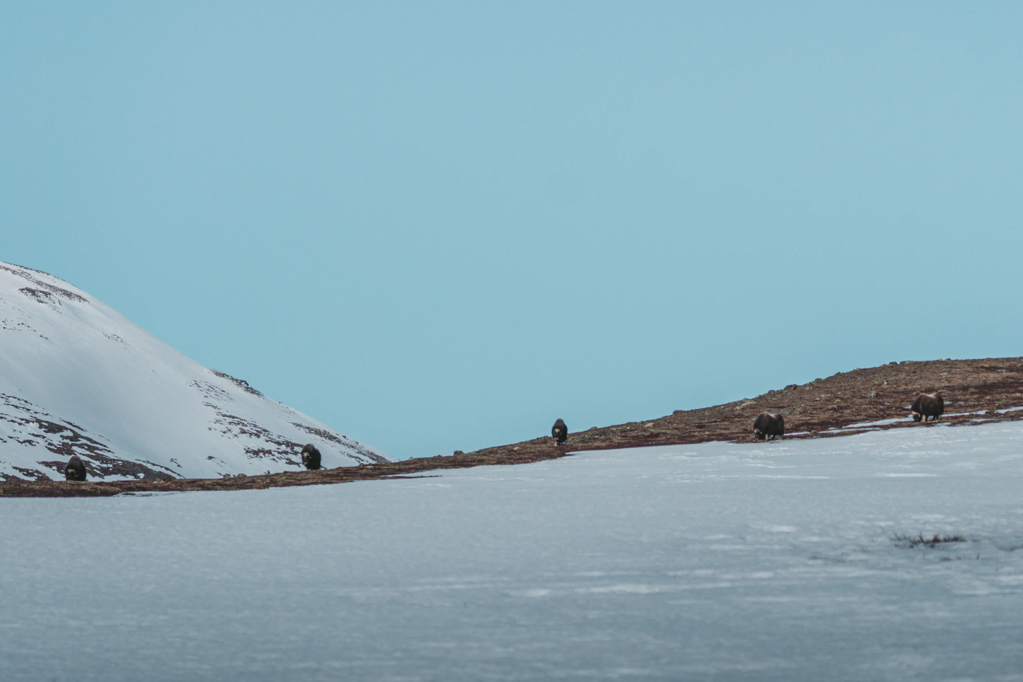 Dovrefjell 2025, photo 03