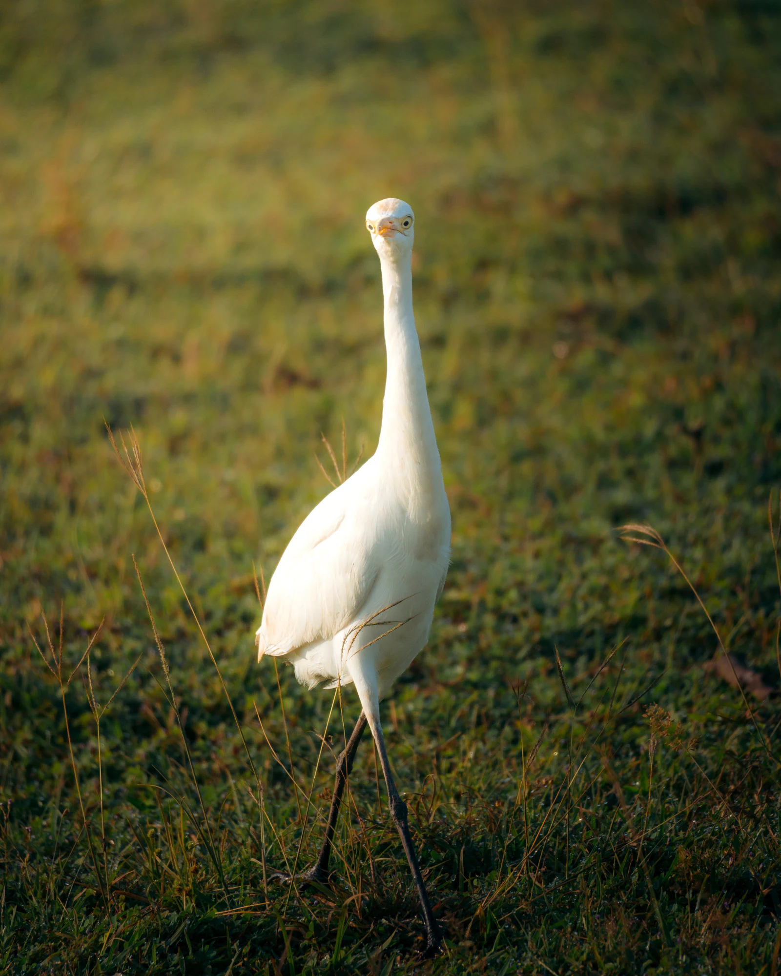 Yala National Park 2025, photo 04