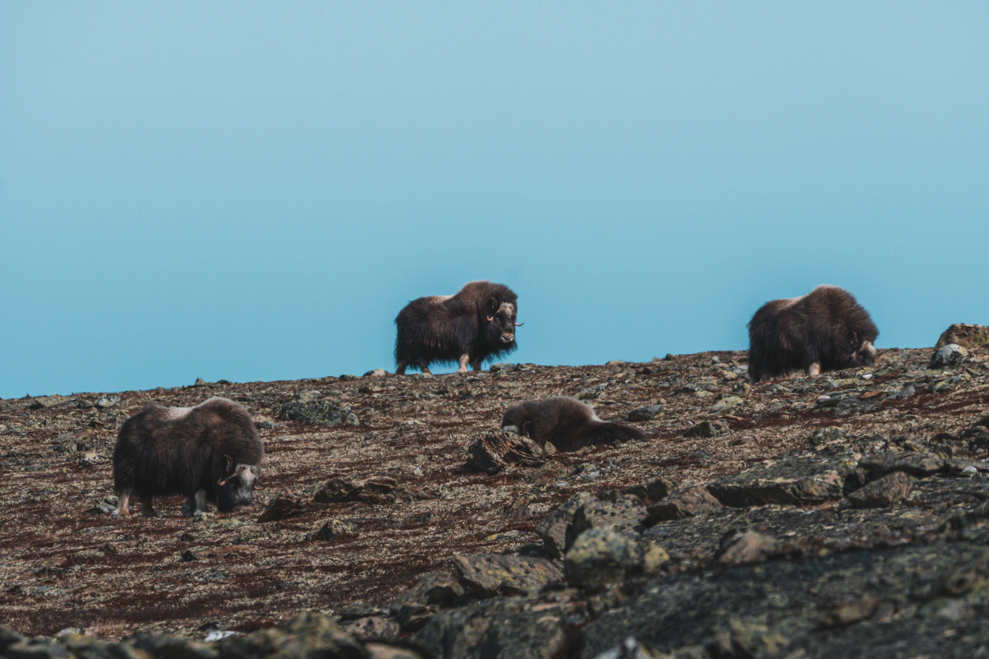 Dovrefjell 2025, photo 05