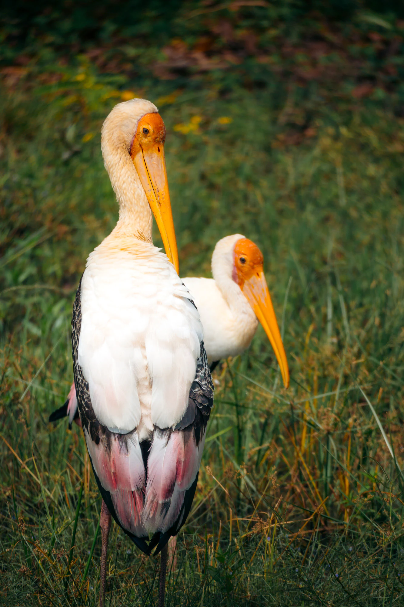 Yala National Park 2025, photo 06