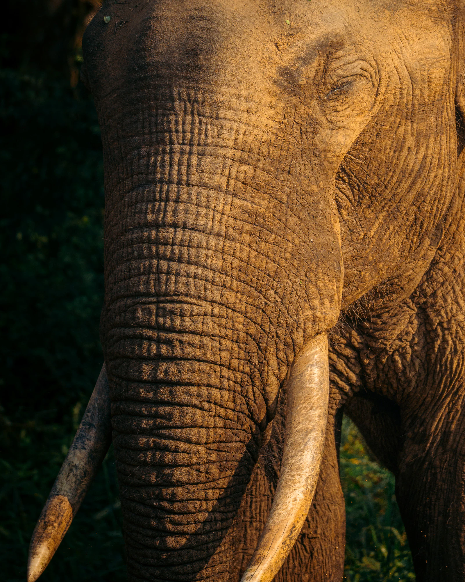 Yala National Park 2025, photo 07