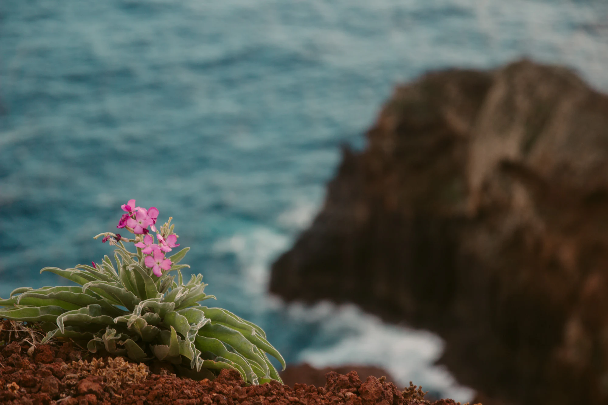 Madeira 2023, photo 07