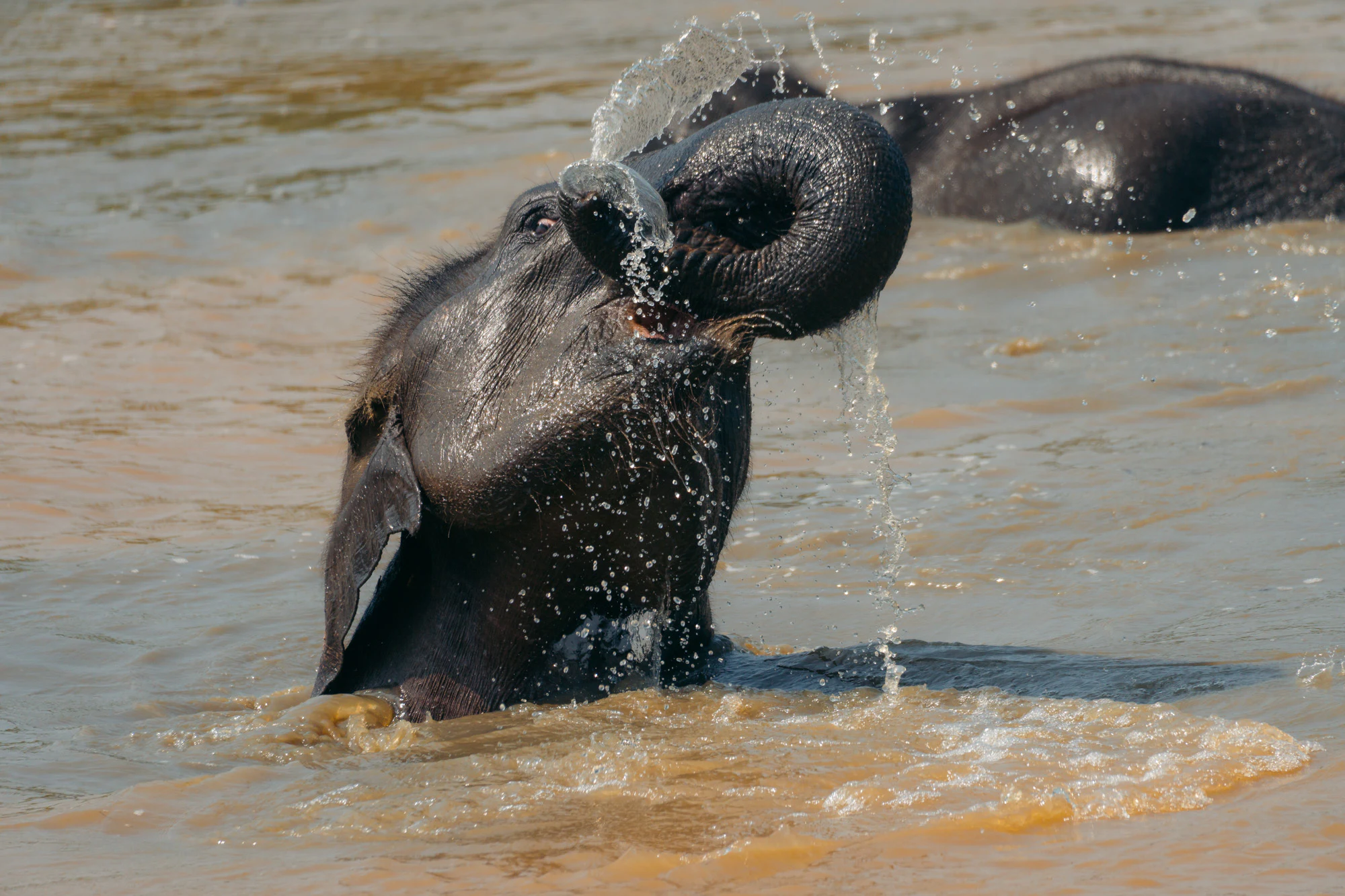 Yala National Park 2025, photo 09