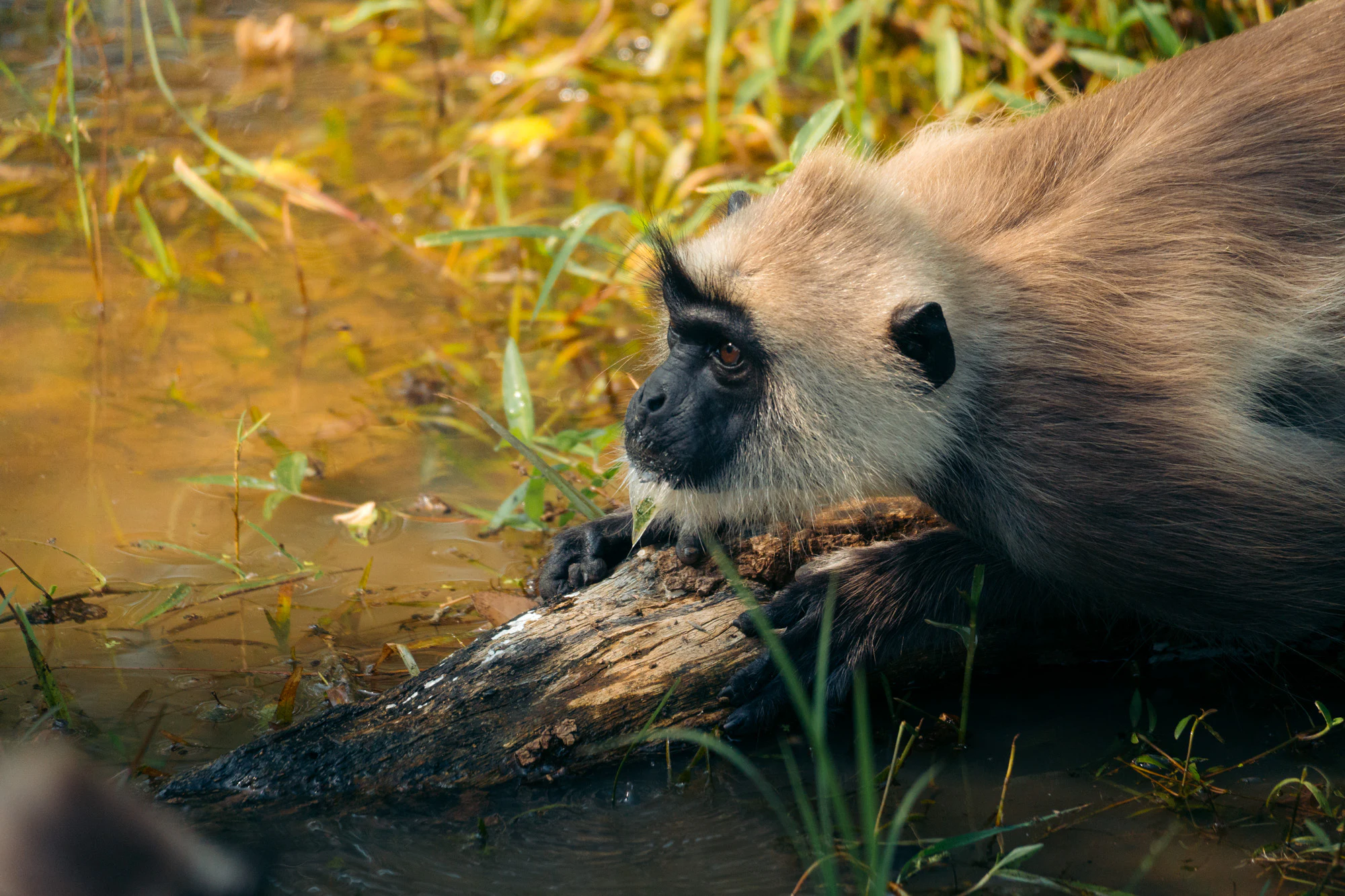 Yala National Park 2025, photo 10