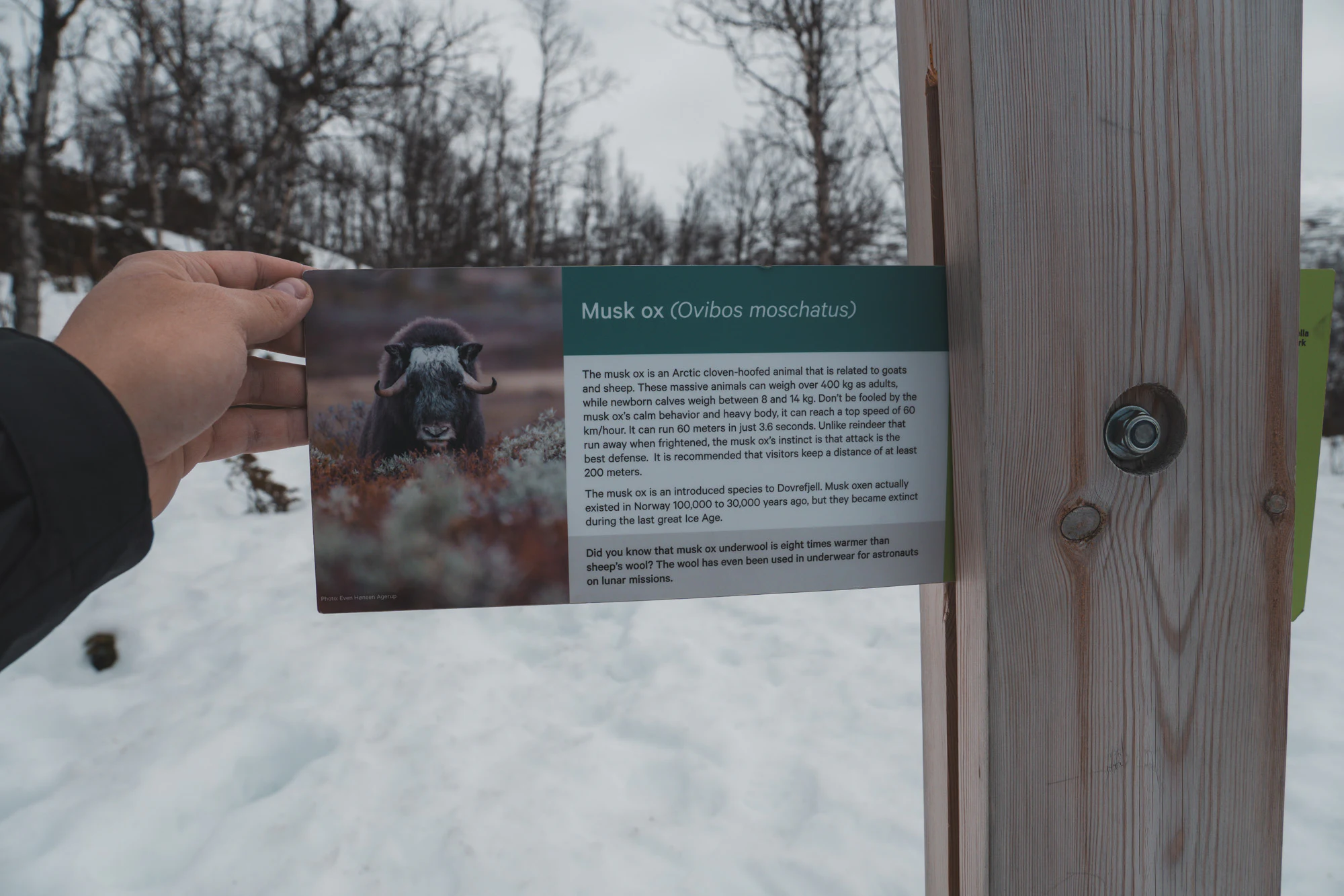 Dovrefjell 2025, photo 12