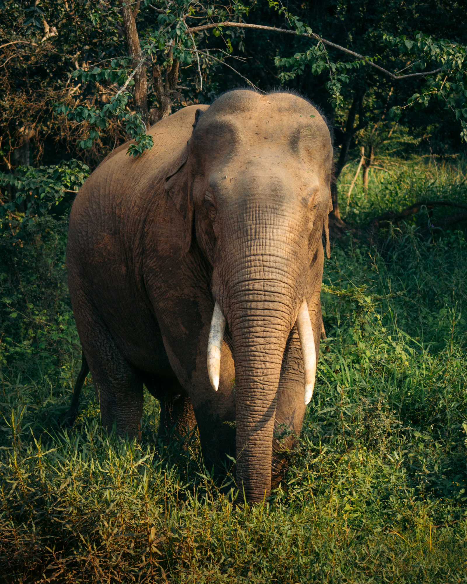 Yala National Park 2025, photo 12