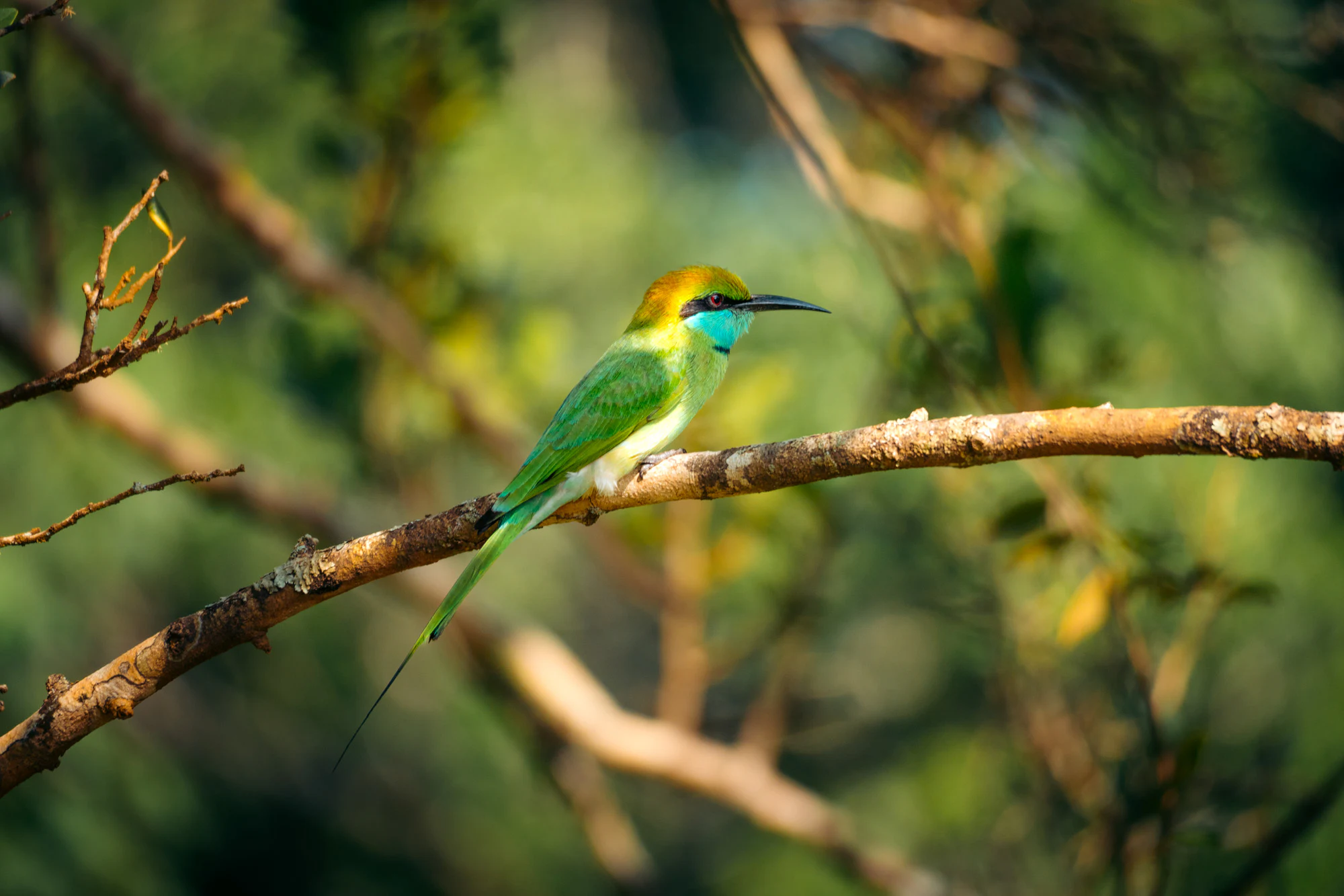 Yala National Park 2025, photo 14