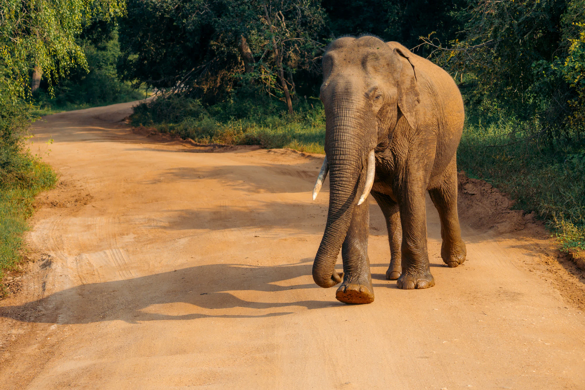 Yala National Park 2025, photo 15