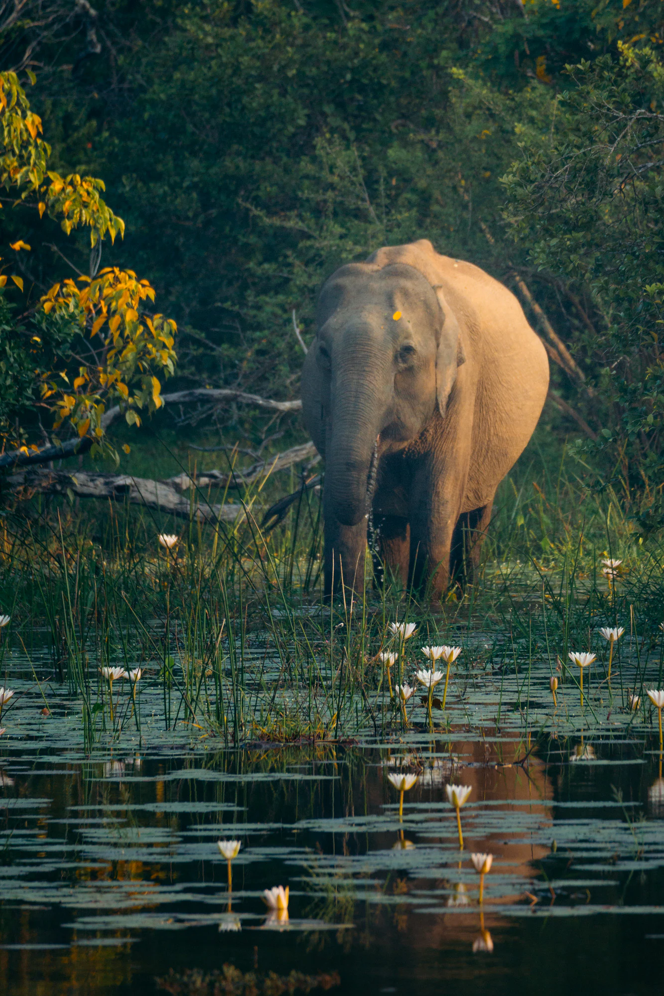 Yala National Park 2025, photo 16