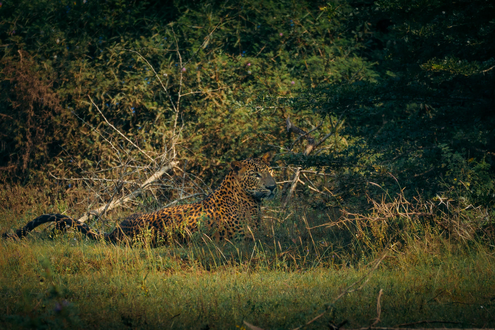 Yala National Park 2025, photo 17