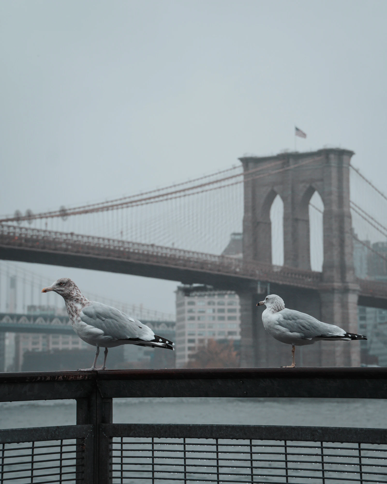 New York City 2024, photo 30
