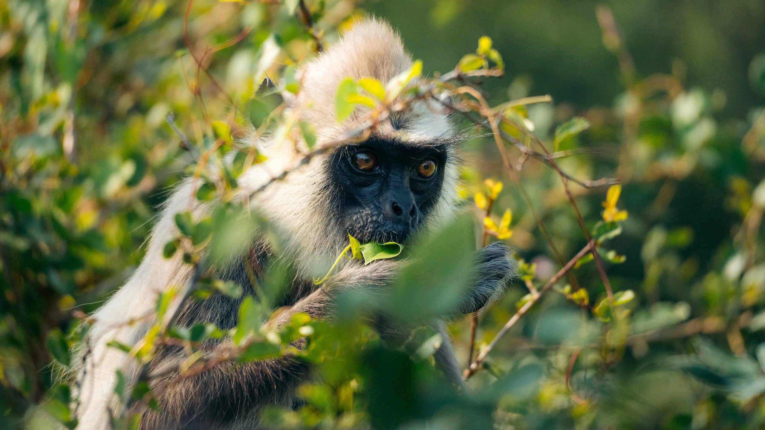 Yala National Park 2025